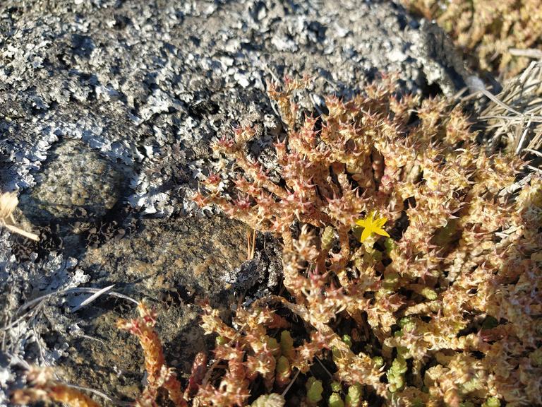 Moss