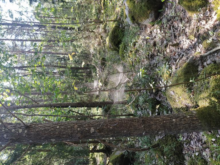 Spider web